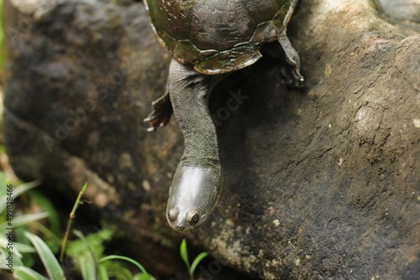 Fototapeta Snake-necked turtle is a critically endangered turtle species from Rote Island in Indonesia.