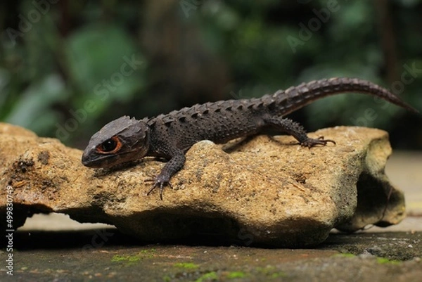 Obraz Red-eyed crocodile skink, is a species of skink that is sometimes kept as an exotic pet. The species is endemic to New Guinea, where it lives in a tropical rainforest habitat.