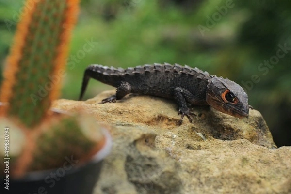 Obraz Red-eyed crocodile skink, is a species of skink that is sometimes kept as an exotic pet. The species is endemic to New Guinea, where it lives in a tropical rainforest habitat.