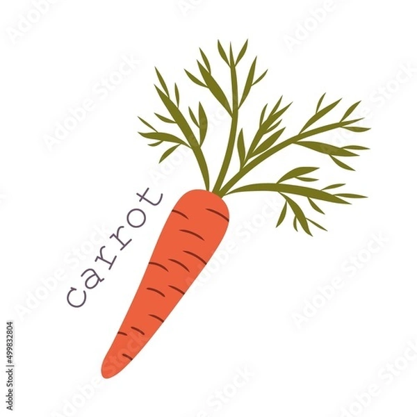 Fototapeta Flat cartoon carrot isolated on white background. Red carrot drawing with green haulm. Fresh vegetarian food icon - colorful vector illustration.
