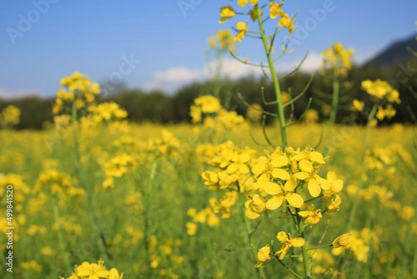 Fototapeta 愛媛県大洲市　五郎の菜の花畑