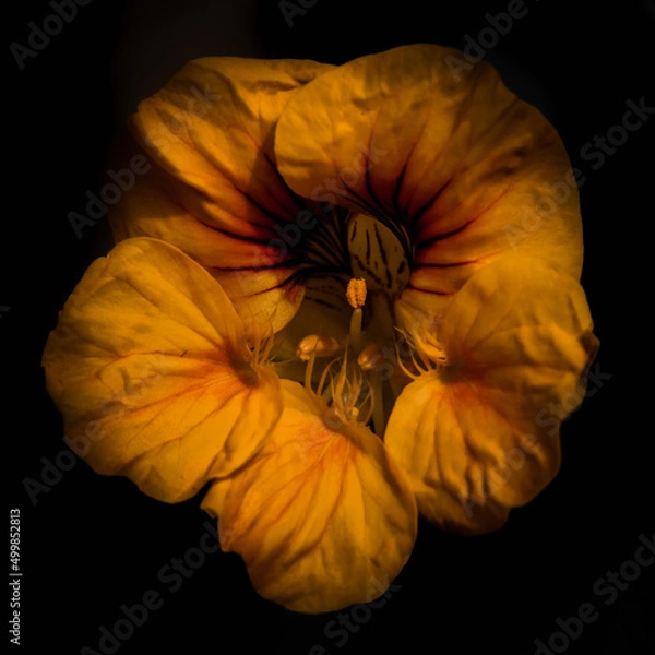 Obraz Yellow Nasturtium Macro on a Dark Background