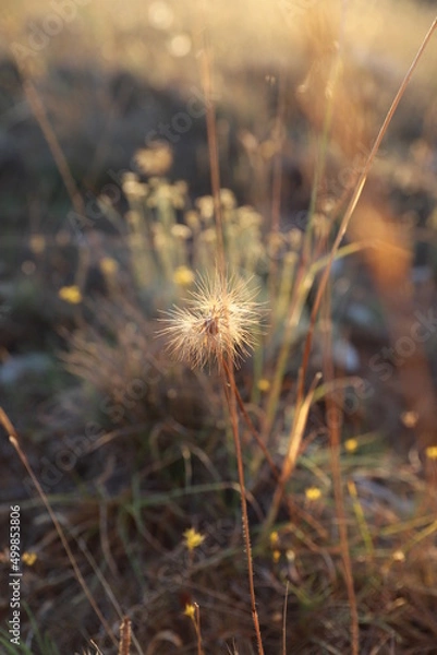 Obraz dandelion head