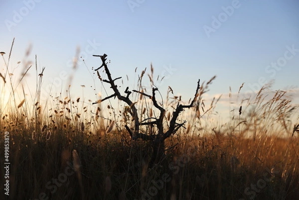 Obraz reeds at sunset