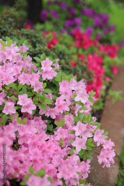 Obraz pink and white flowers