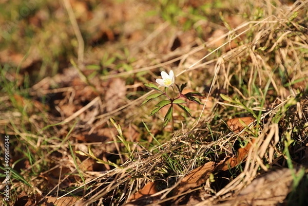 Obraz ants on the grass