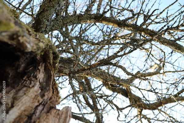 Fototapeta tree in the forest