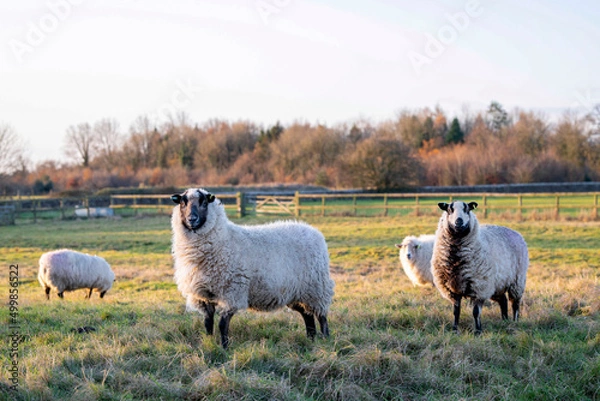 Fototapeta Sheep standing in a field with beautiful soft evening light