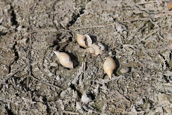 Fototapeta egg in the ground