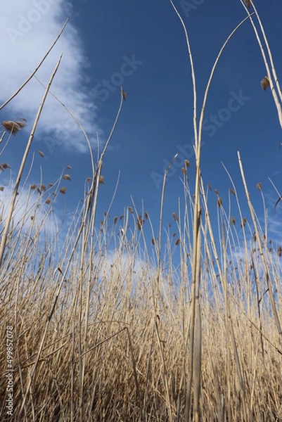 Obraz reeds in the water