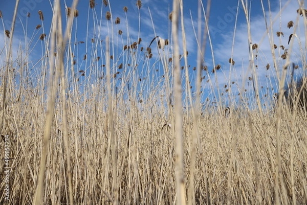 Fototapeta reeds in the water