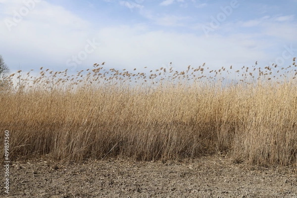 Obraz reed in the wind
