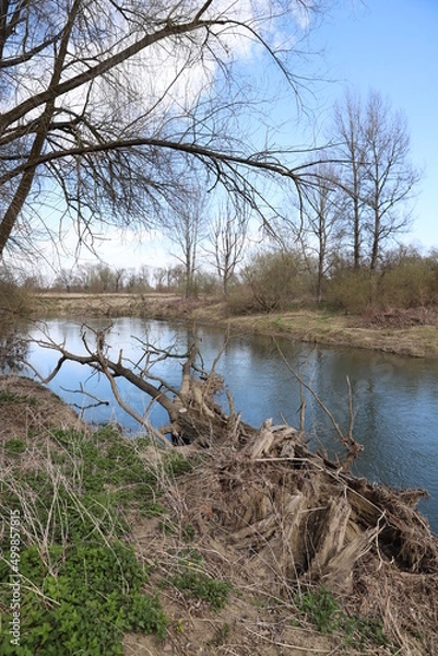 Obraz river in the forest