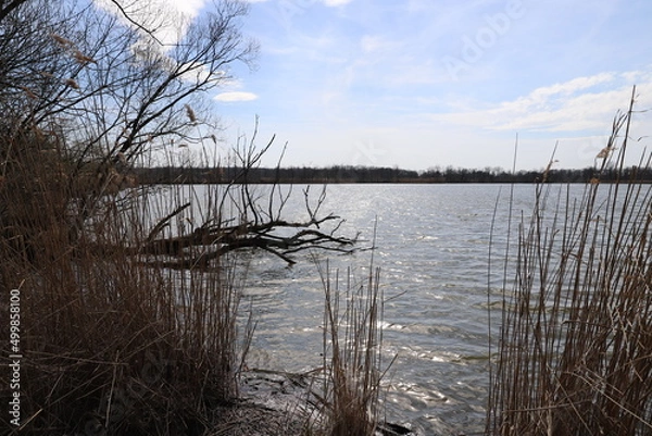 Fototapeta reflection of trees on the lake