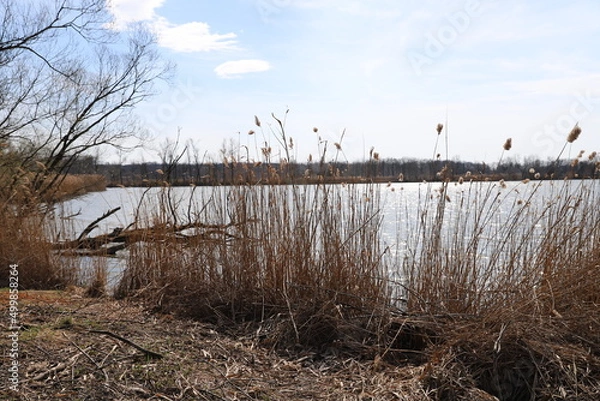 Fototapeta reeds in the water