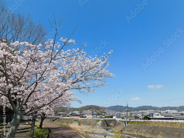 Fototapeta 芥川沿いの遊歩道に咲く桜(大阪府高槻市南平台で2022年4月撮影)