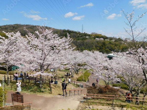 Fototapeta 桜が咲く摂津峡公園(大阪府高槻市で2022年4月撮影)