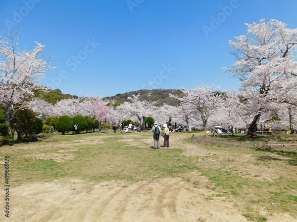 Fototapeta 桜が咲く摂津峡公園(大阪府高槻市で2022年4月撮影)