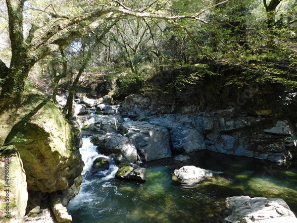 Fototapeta 摂津峡の渓流(大阪府高槻市で2022年4月撮影)