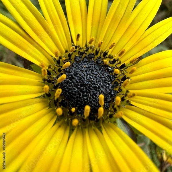 Obraz yellow flower close up cropped frame