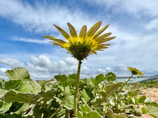 Obraz yellow flower perspective from below with cloudy sky