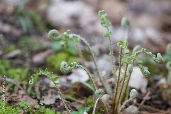 Fototapeta ferns in the forest closeup 