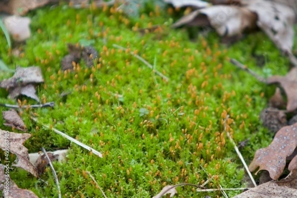 Obraz moss in the forest