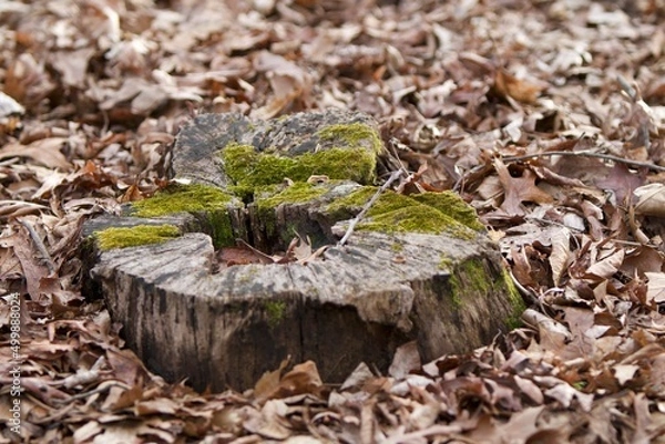 Obraz Small mossy tree stump in woods 