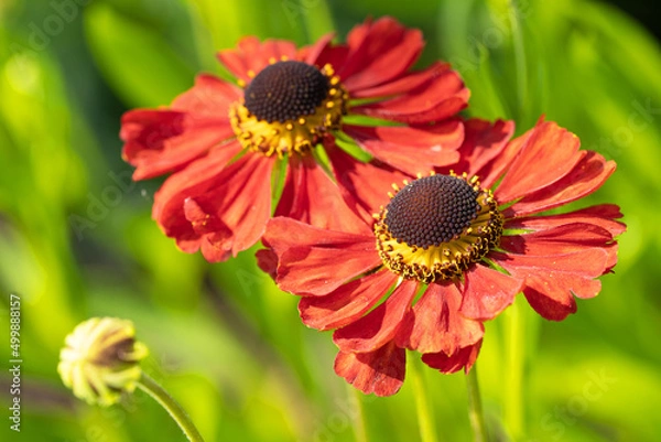 Obraz Helens Flower, Helenium