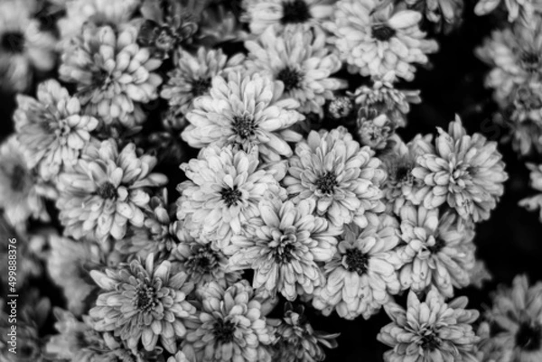 Fototapeta black and white flowers