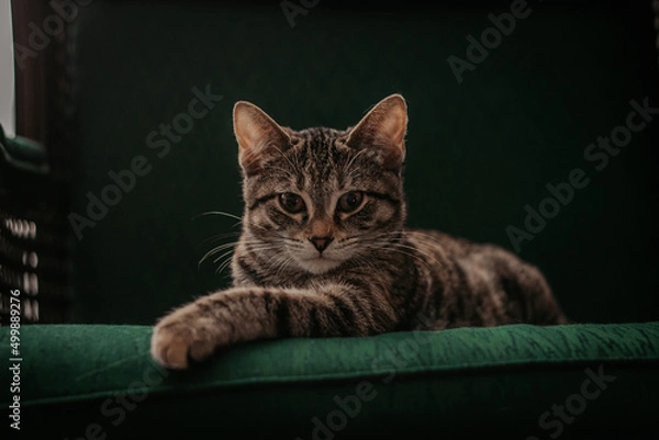 Obraz sweet tabby cat rescue