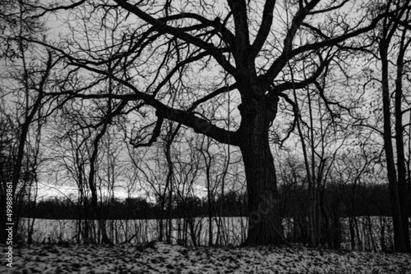 Obraz black and white trees
