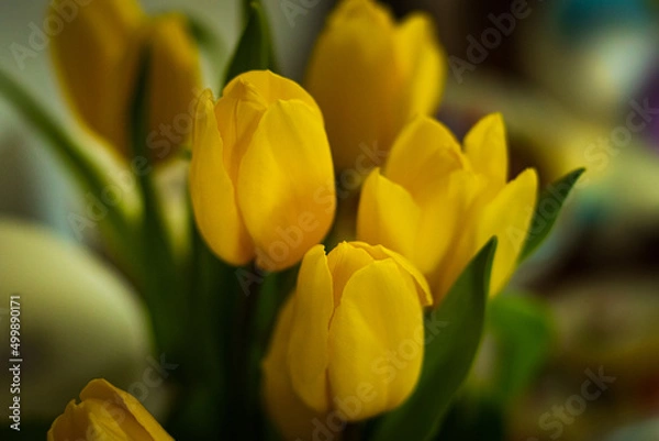Fototapeta tulips