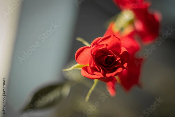 Obraz spring blossom