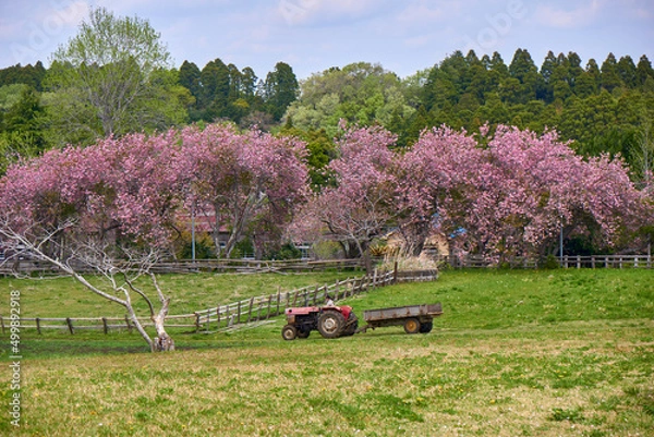 Obraz 八重桜咲く牧場とトラクター　秋元牧場
