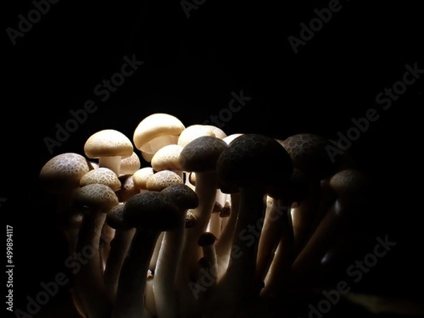 Fototapeta Hypsizygus tessulatus mushroom groop with side illumination