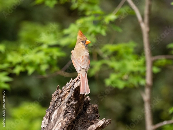 Fototapeta Northern Cardinal