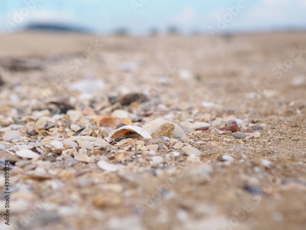 Obraz Shell lifeless on the sand before going into the sea shells by the sea 