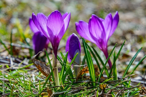 Obraz Russia, Moscow region, spring saffron flower (crocus vernus) , close-up.