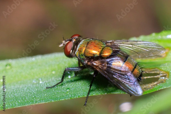 Obraz fly on leaf