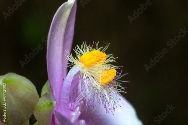 Obraz close on a dandelion