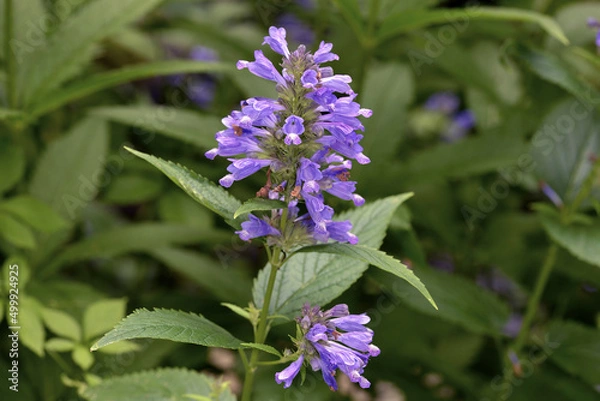 Obraz ミソガワソウの花（北海道・知床）
