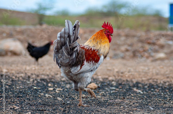 Obraz rooster in the farm