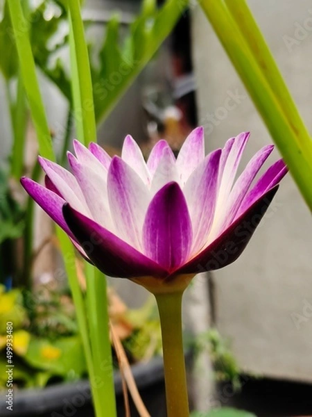 Obraz pink lotus flower