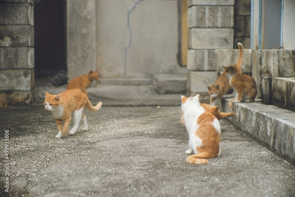 Fototapeta 沖縄県宮古島の離島のネコ島 大神島に住みつくかわいい野良猫の写真
