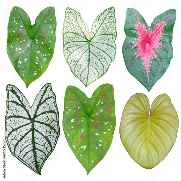 Obraz Isolated colorful caladium leaves on white background.