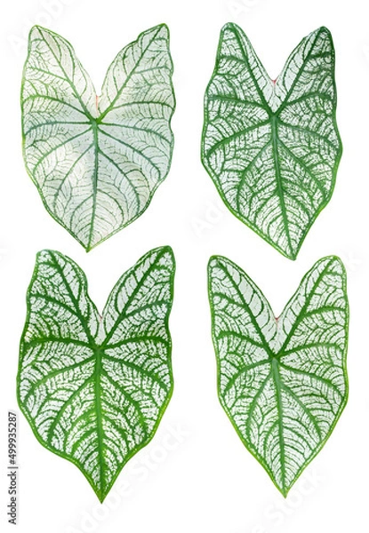 Obraz Isolated colorful caladium leaves on white background.