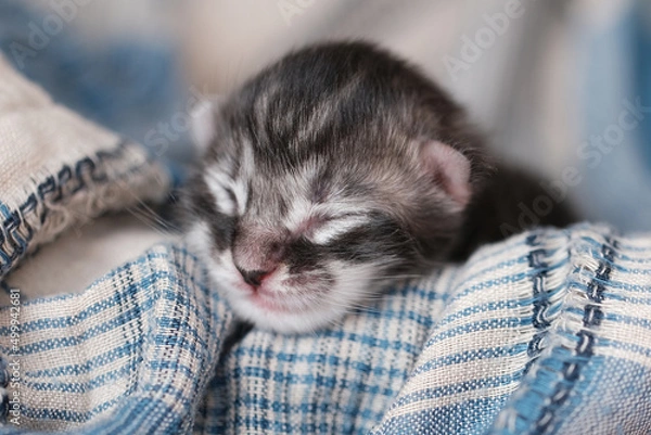 Fototapeta Beautiful newborn Maine Coon kittens with closed eyes. Cute pet blind kids.