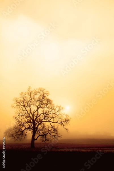 Obraz mgła, dąb i słońce w sepii