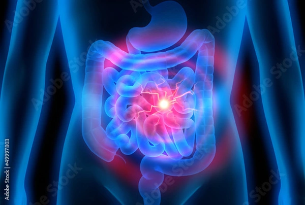 Fototapeta Magen-Darm-Trakt